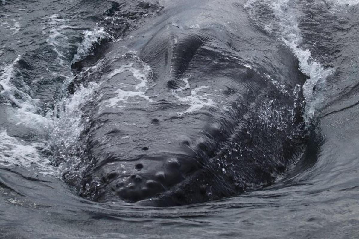 un primer pla d'una foca a l'aigua