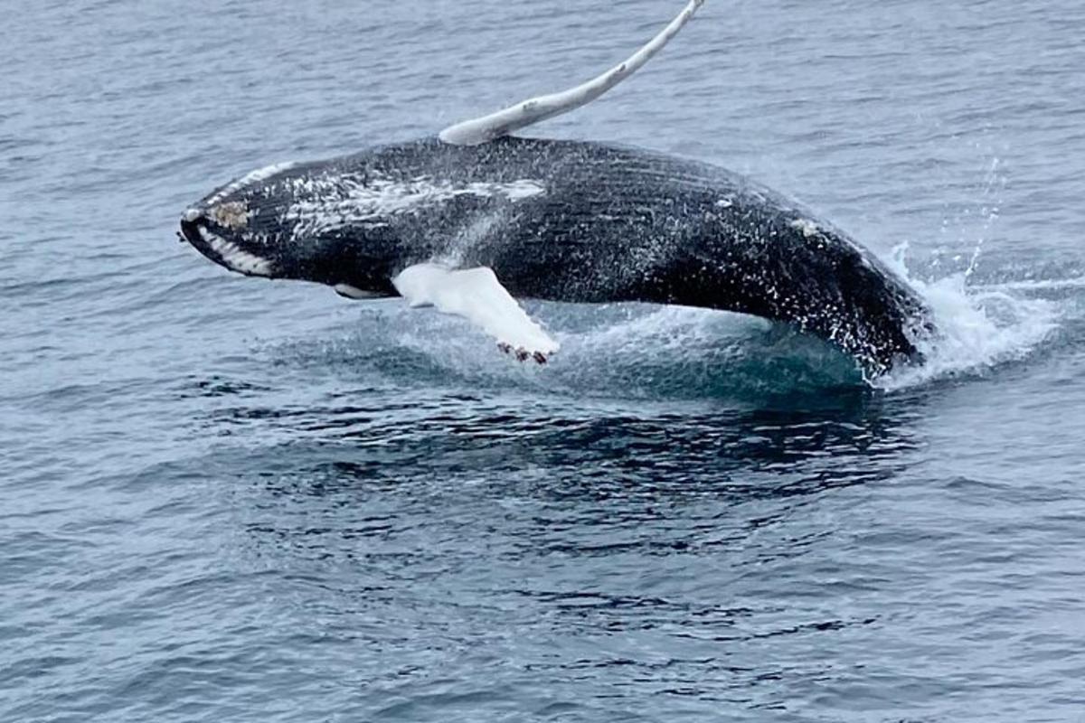 una balena saltant fora de l'aigua