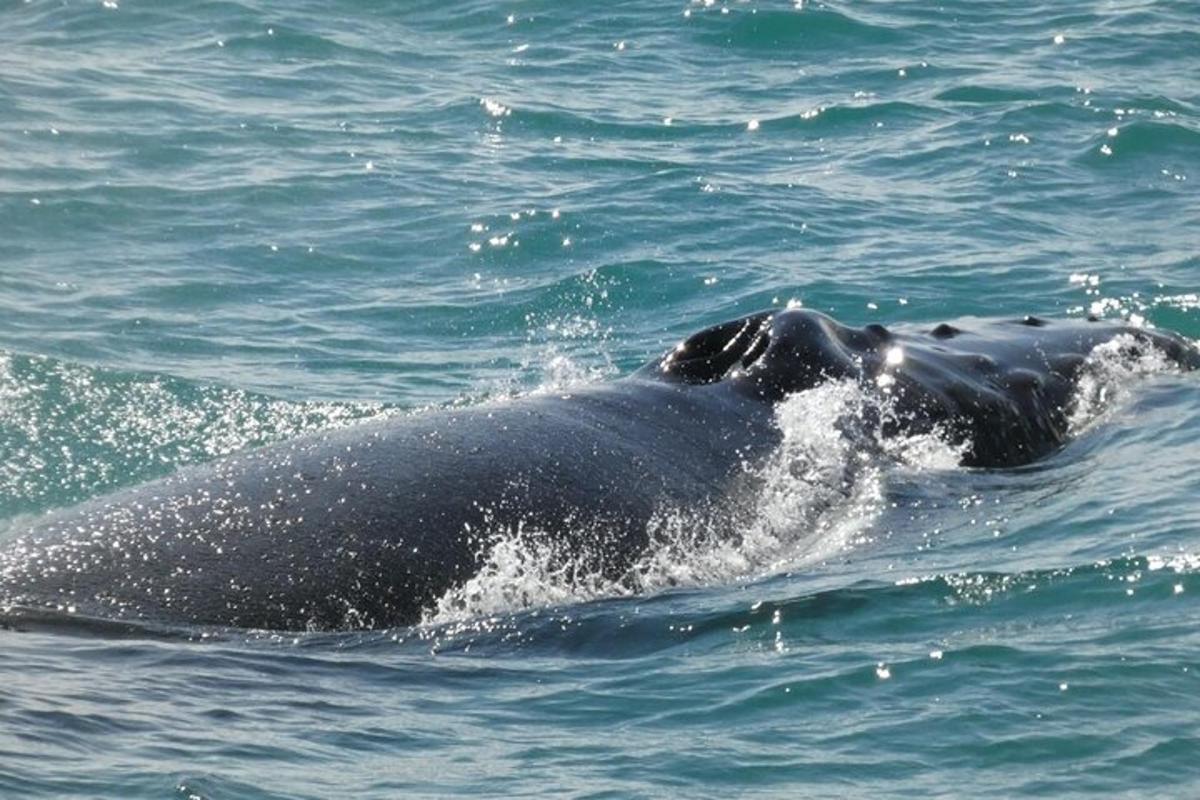 una balena grisa nedant a l'aigua