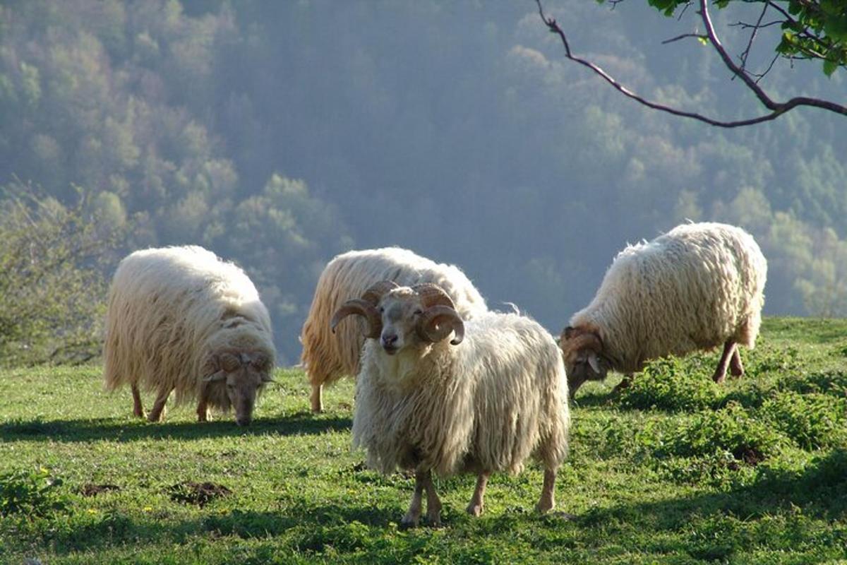 skupina ovcí pasoucích se na poli