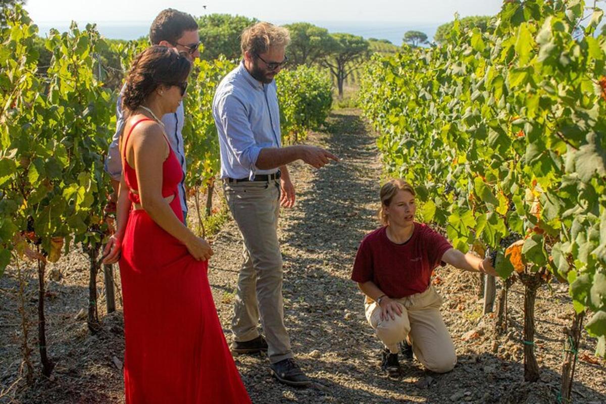 a group of people standing in a vineyard