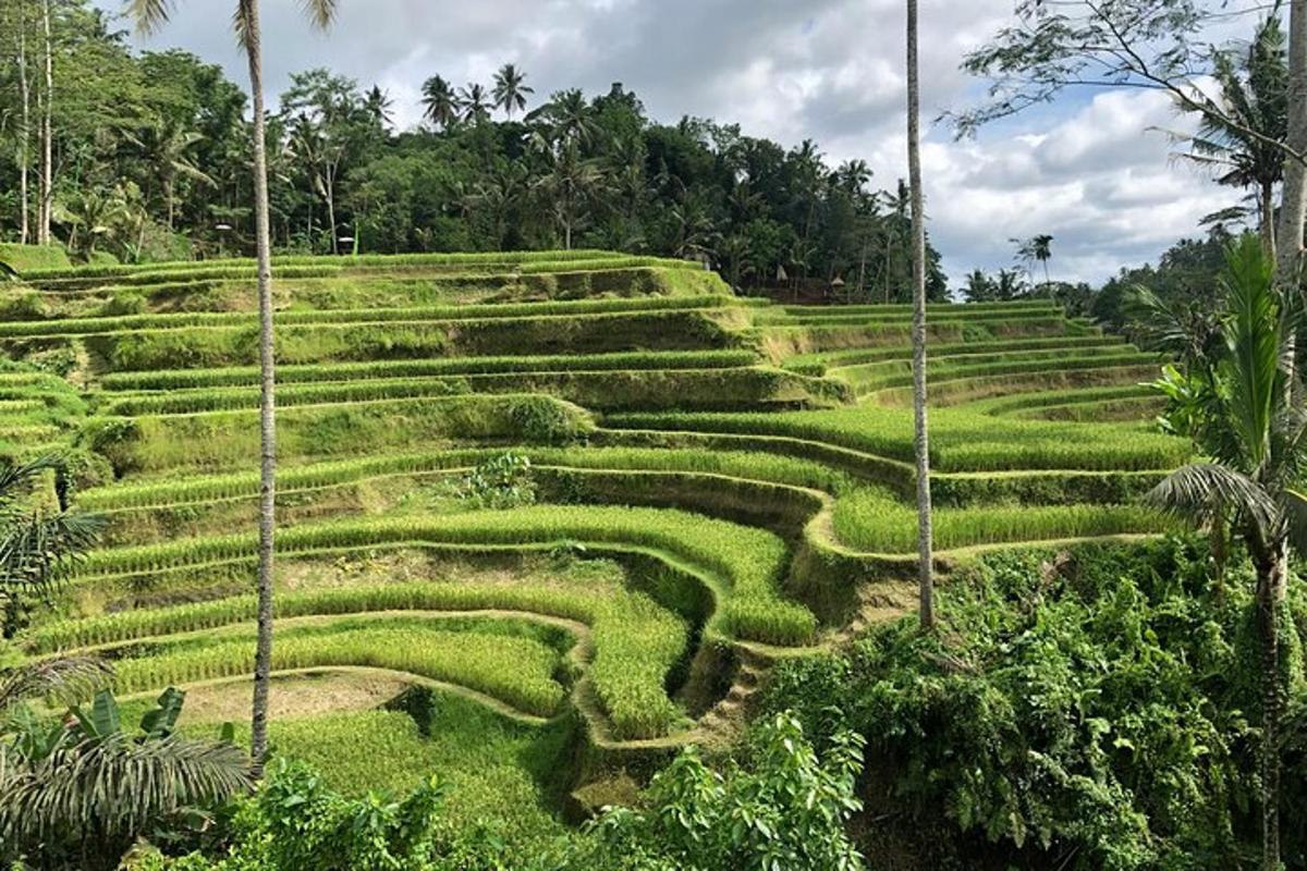 um campo de grama em socalcos com árvores ao fundo