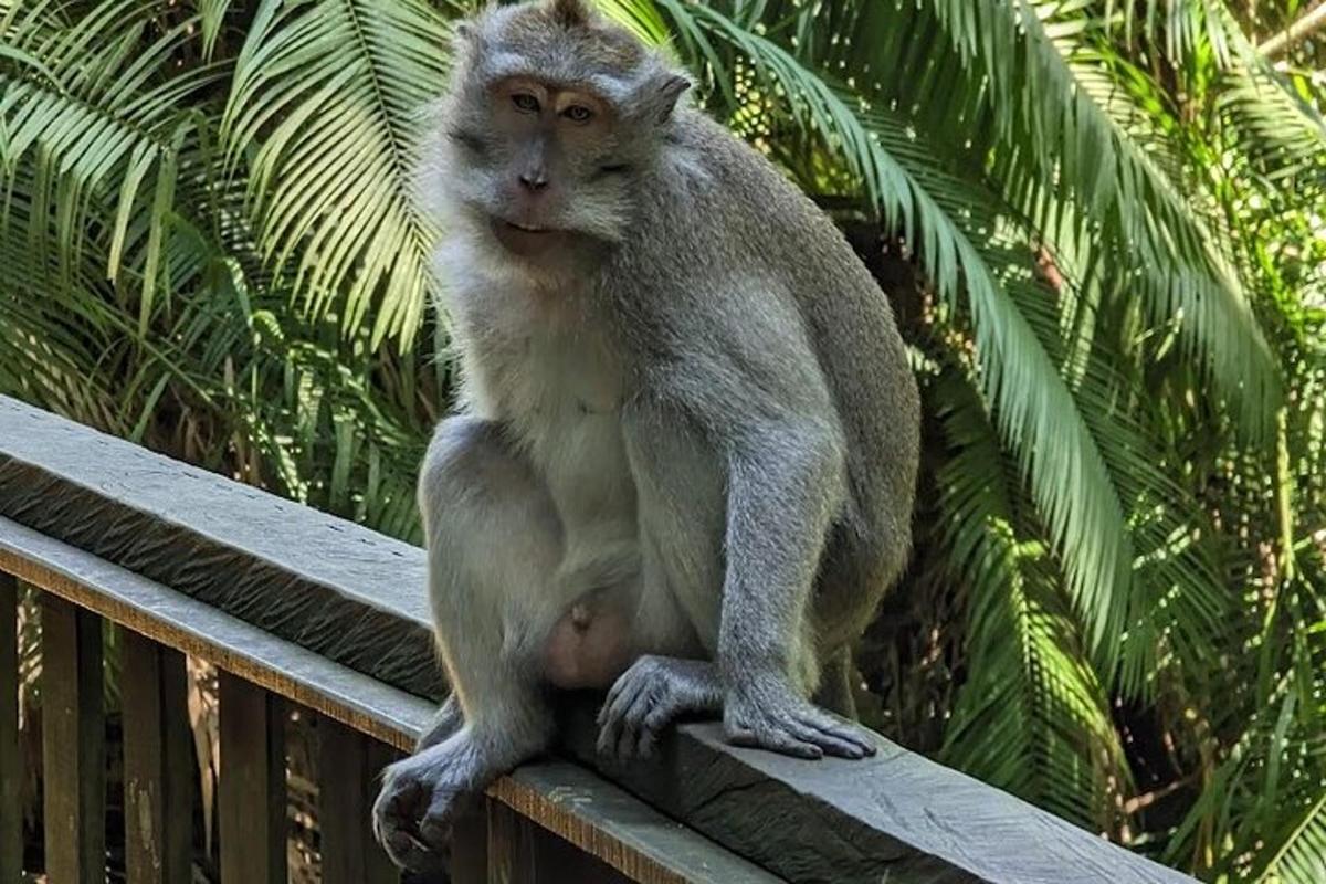um macaco sentado em cima de uma cerca