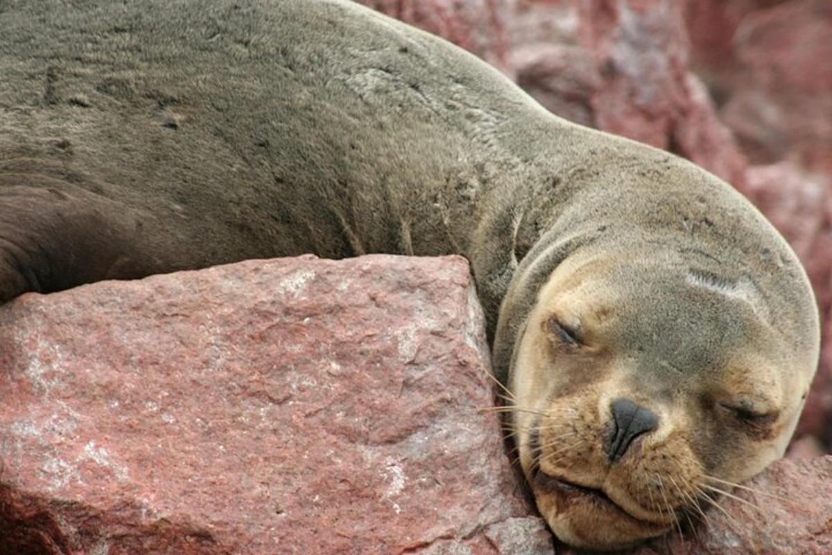 una foca che dorme in cima a una roccia