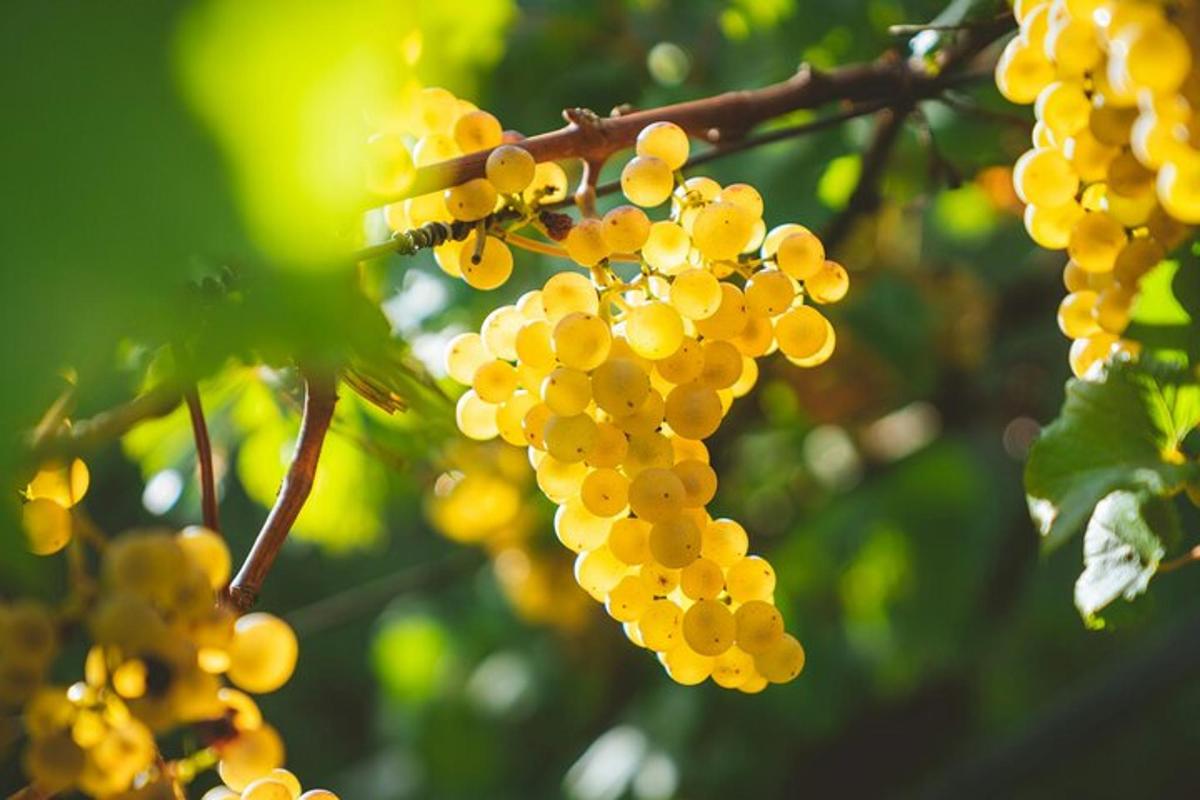 un grappolo d'uva gialla appeso a un albero