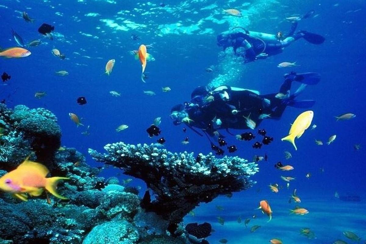 ένα άτομο που κολυμπάει στον ωκεανό με μια ομάδα ψαριών
