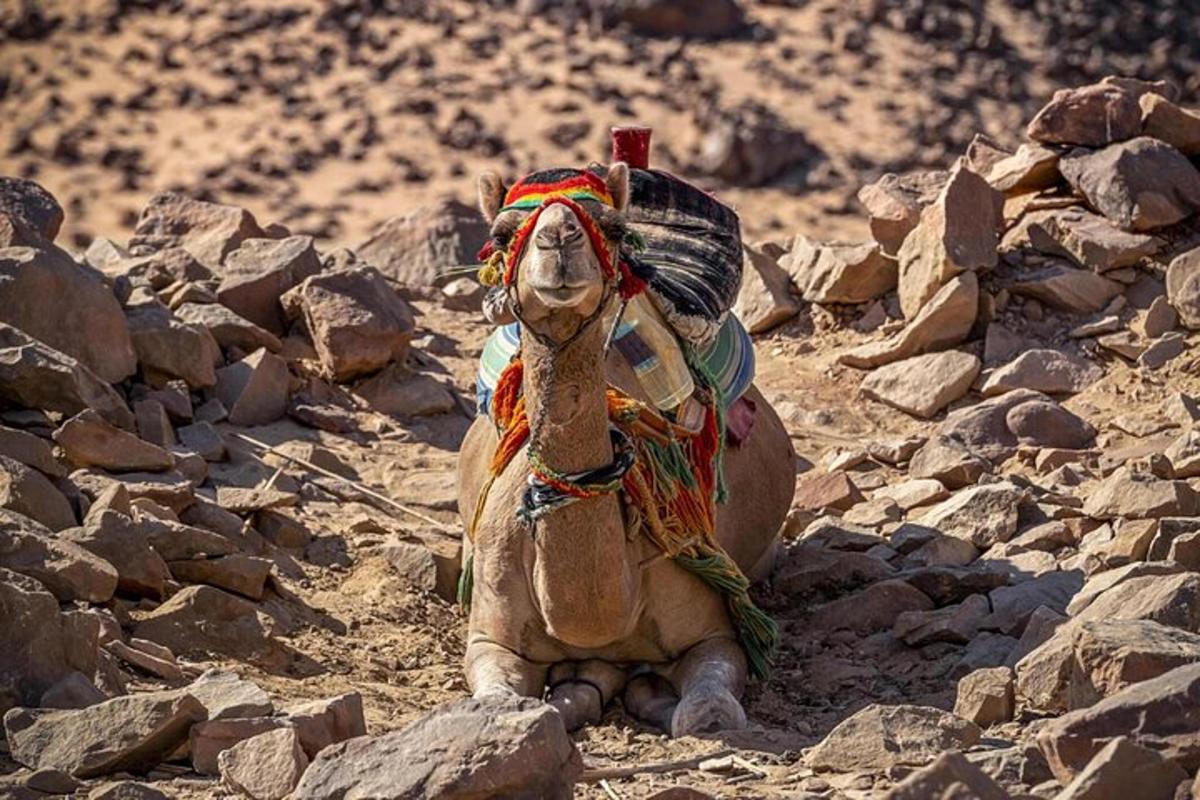 Un camello sentado en las rocas en el desierto