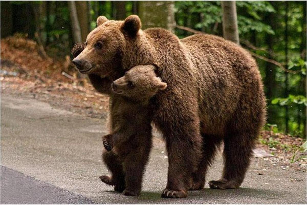 a bear and a cub walking down a road