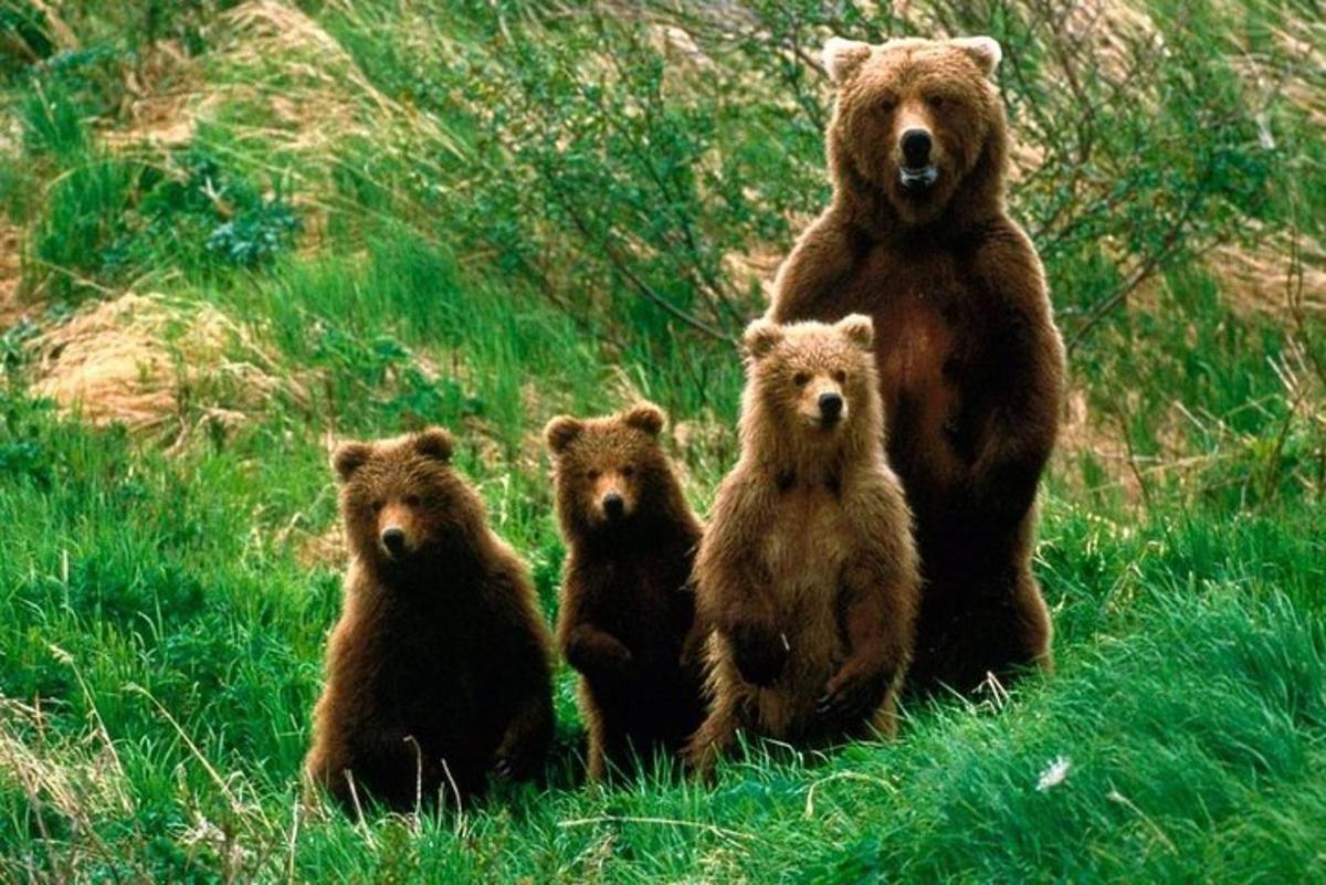 a group of brown bears standing in the grass