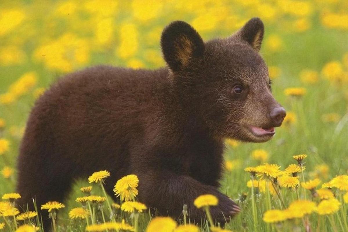 a baby bear cub walking in a field of dandelions