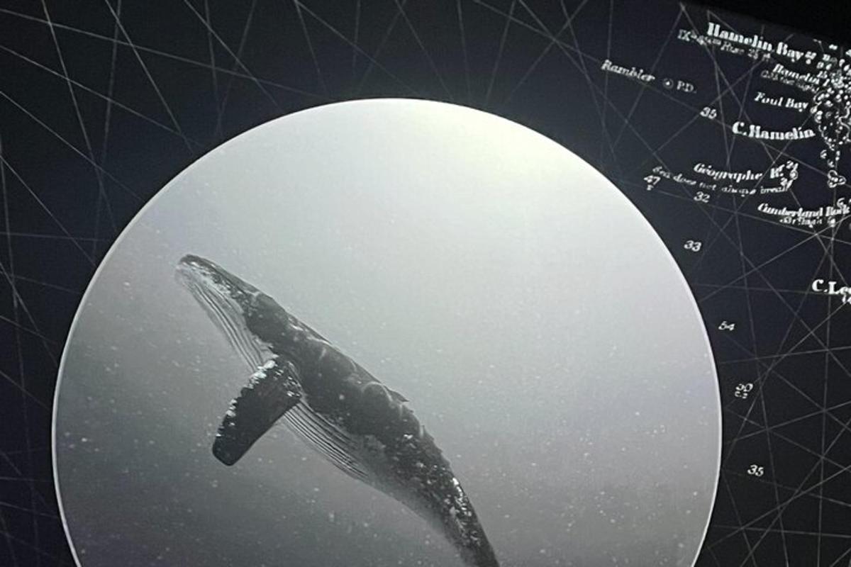 a depiction of a whale shark in the water