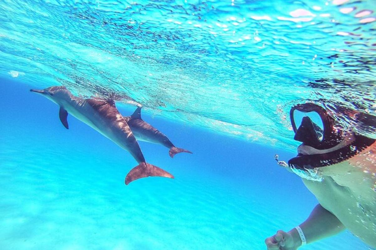 una persona nadando en el agua con un delfín