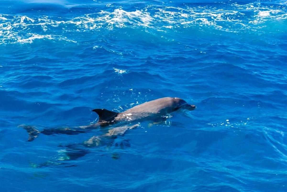 delfin pływający w błękitnej wodzie