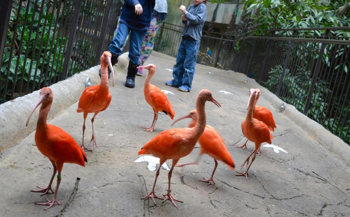 a group of flamingos walking around in a zoo