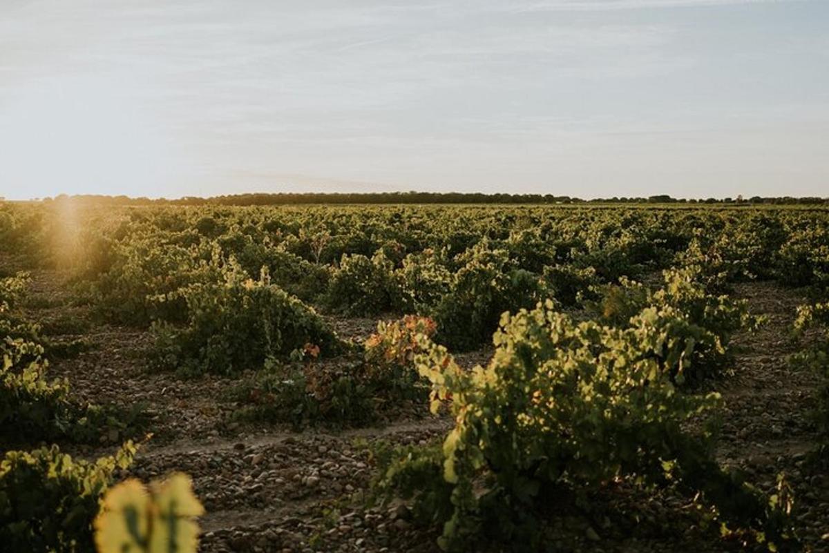 Un campo de cultivos con el sol al fondo