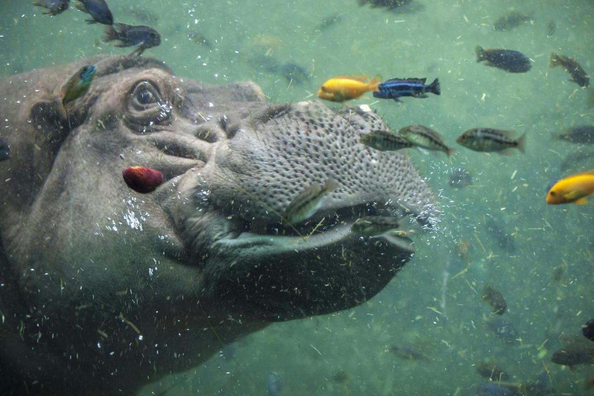a large elephant swimming in the water with fishes