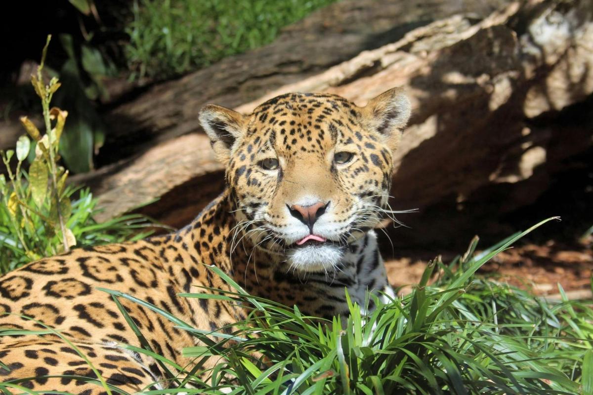 a jaguar is sitting in the grass