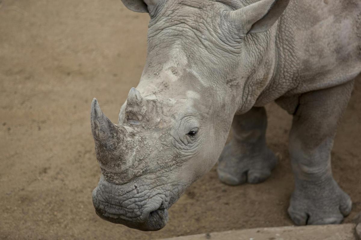 a white rhino standing in the dirt