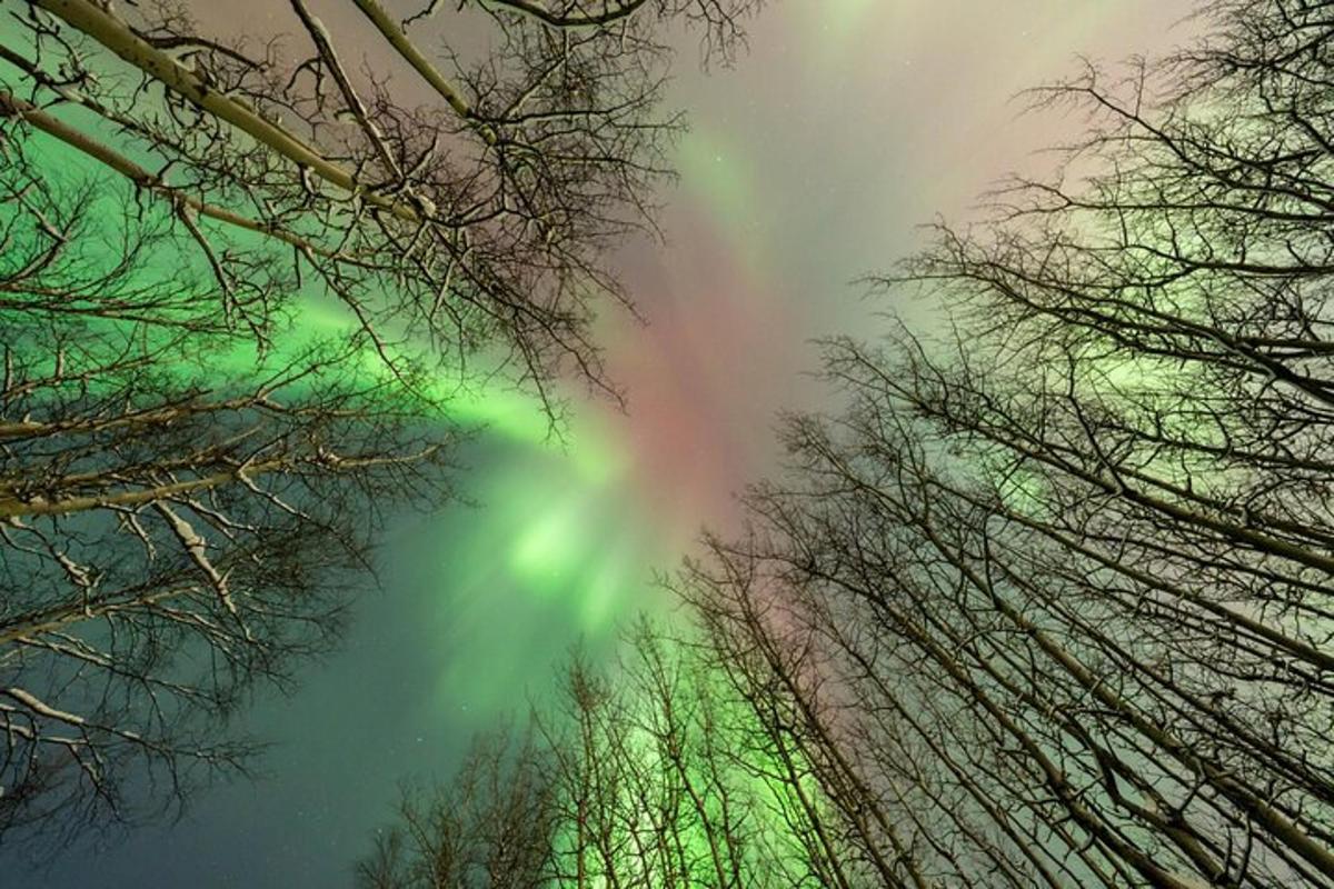 un gruppo di alberi con un arcobaleno nel cielo