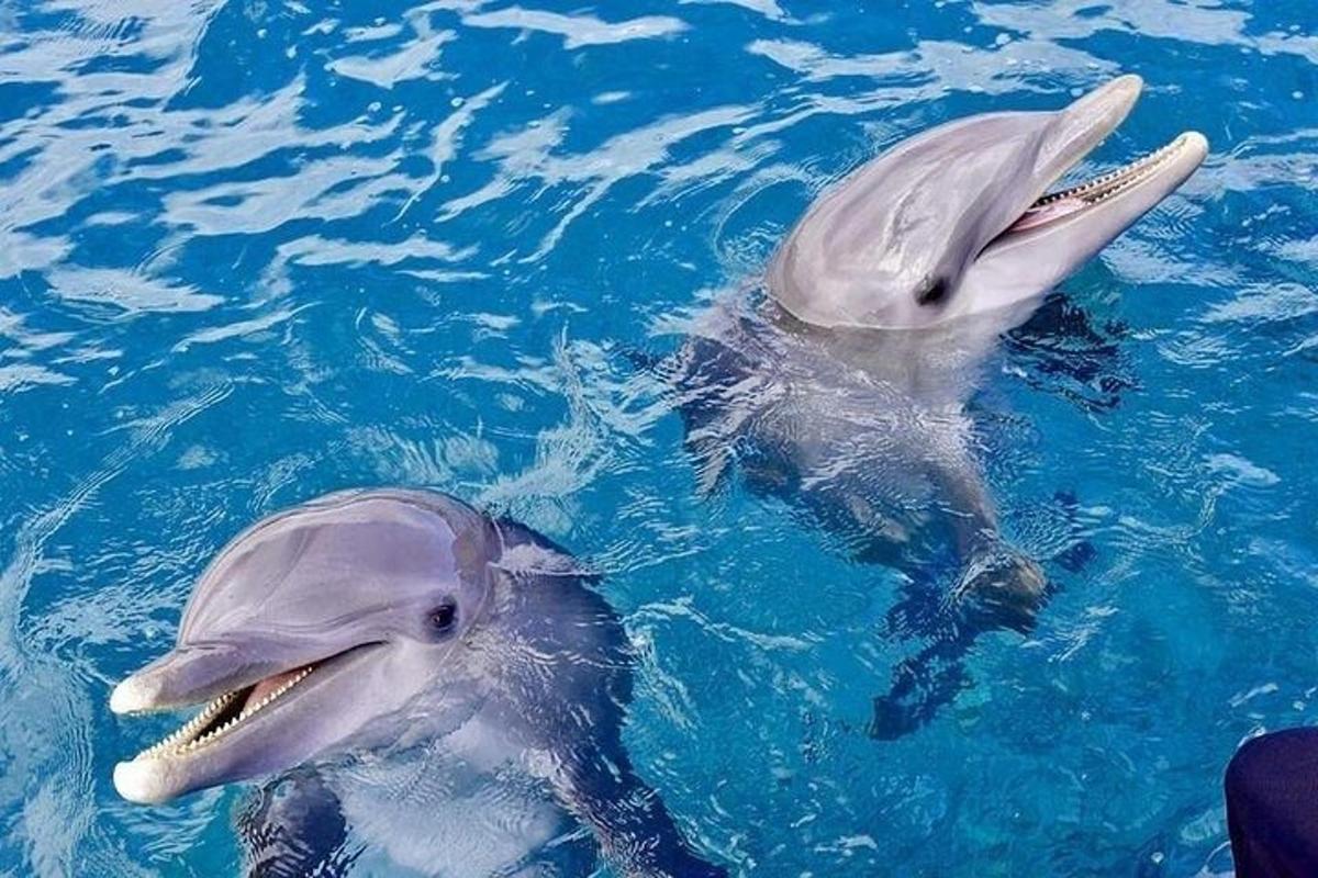 dos delfines nadando en el agua azul