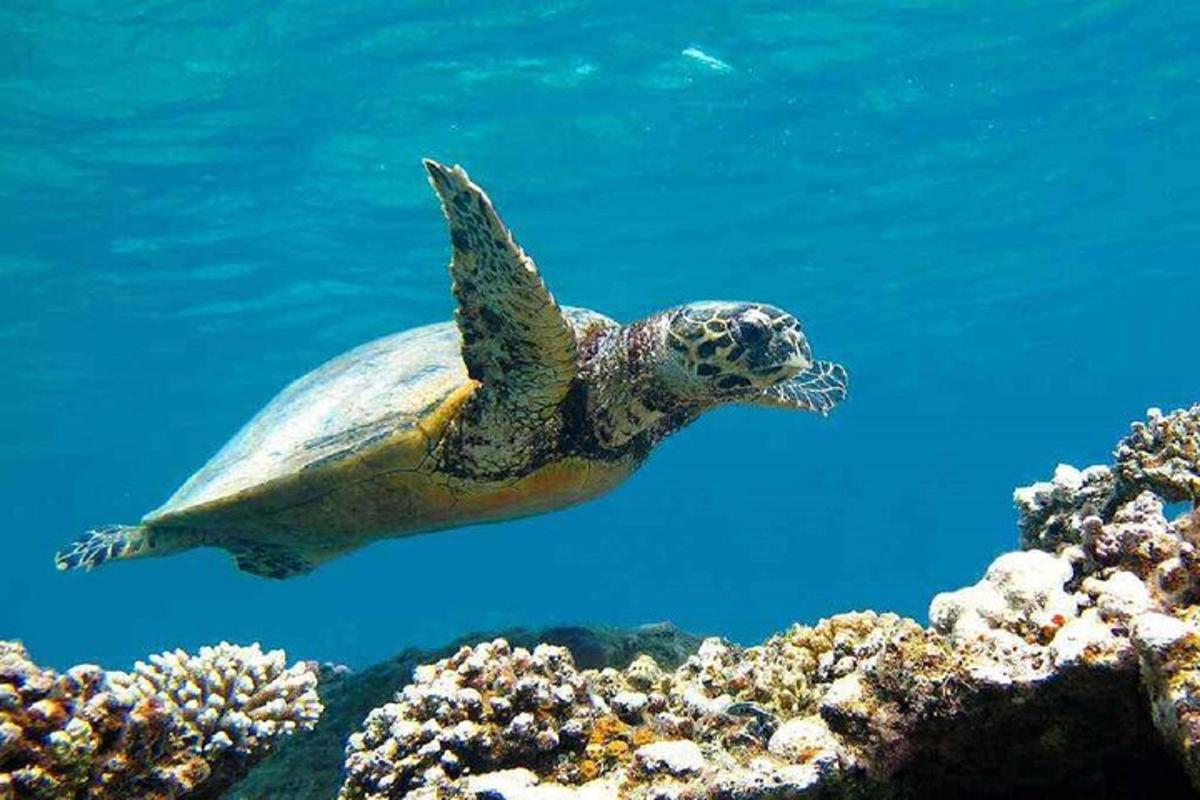 Μια πράσινη θαλάσσια χελώνα κολυμπάει πάνω από έναν κοραλλιογενή ύφαλο