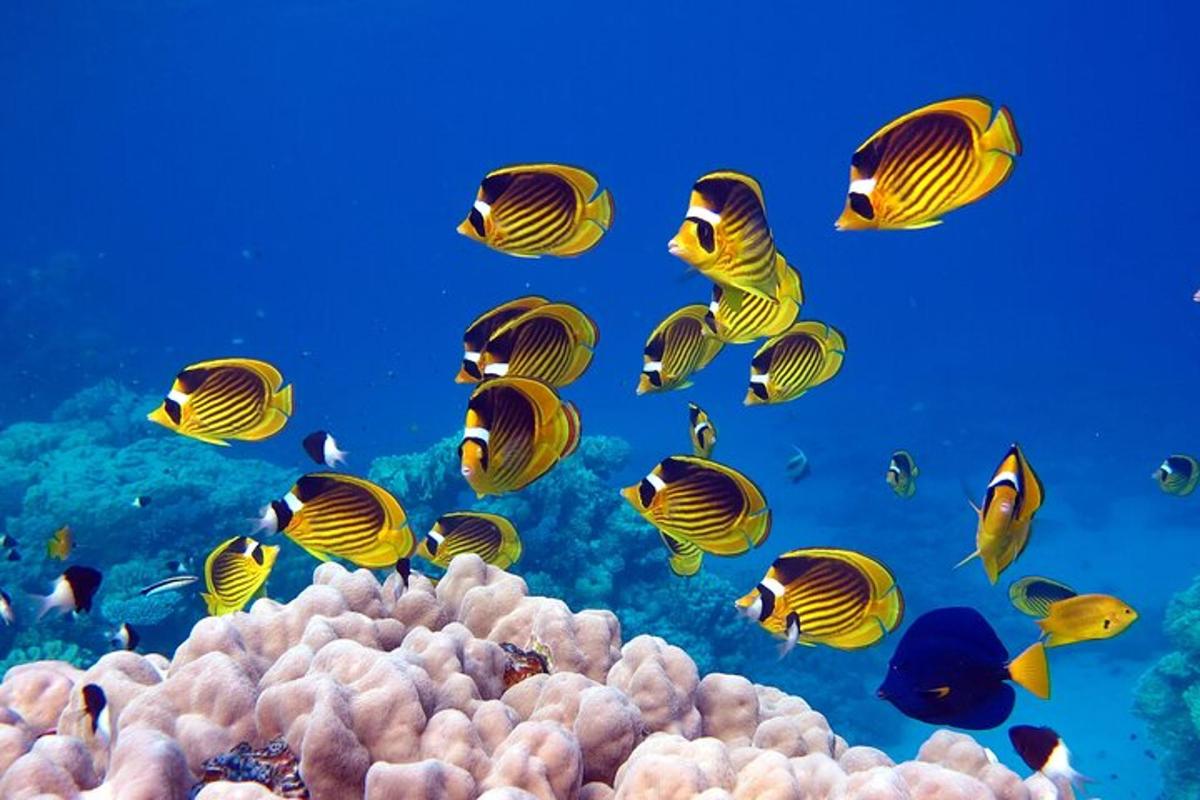 a school of fish swimming over a coral reef