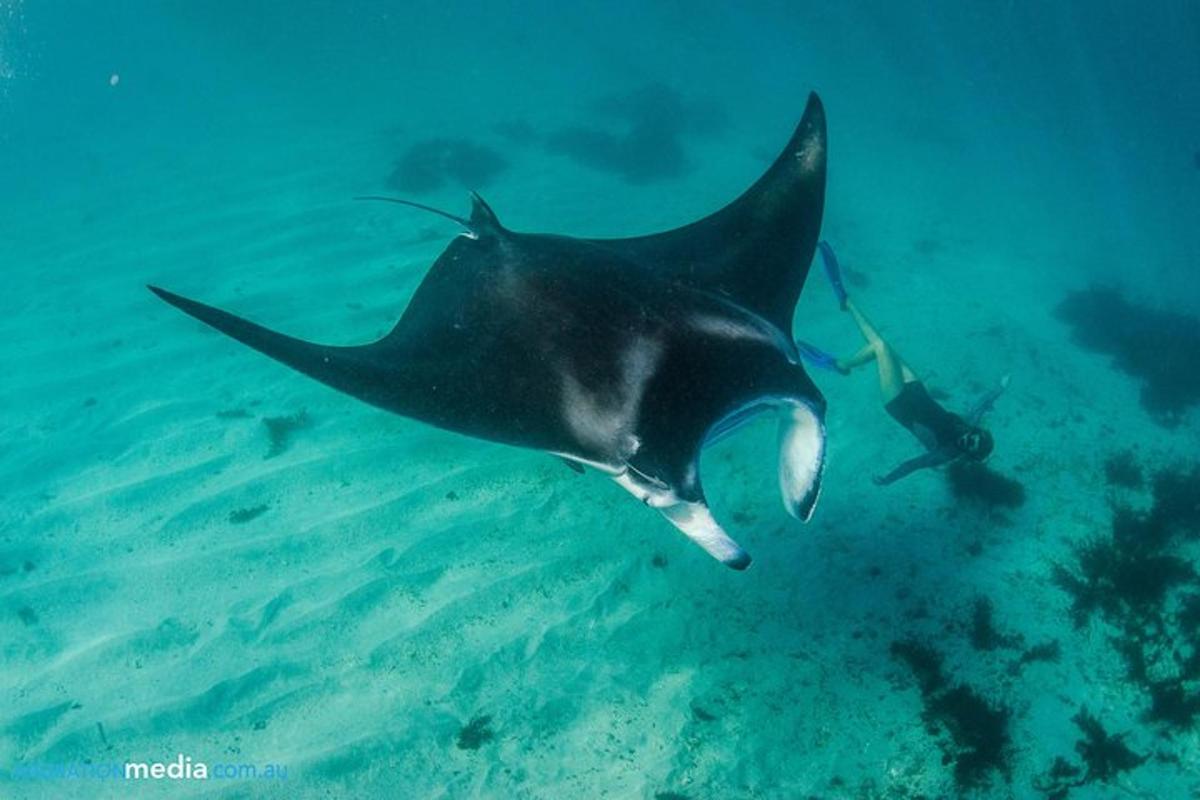 a tiger shark and a diver in the water