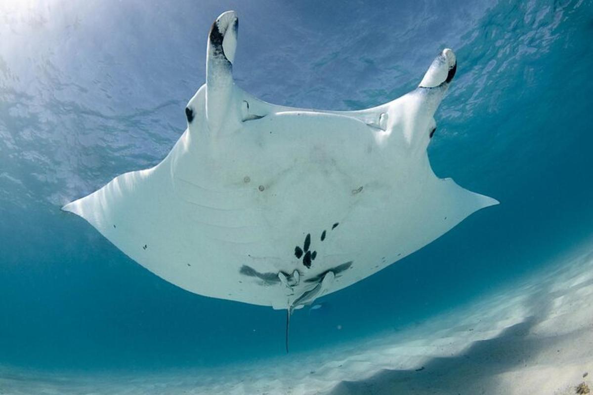 a large white stingray swimming in the water