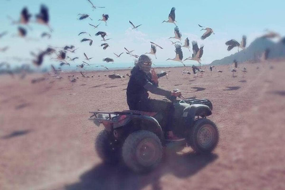 seseorang mengendarai sepeda quad di padang pasir dengan burung-burung