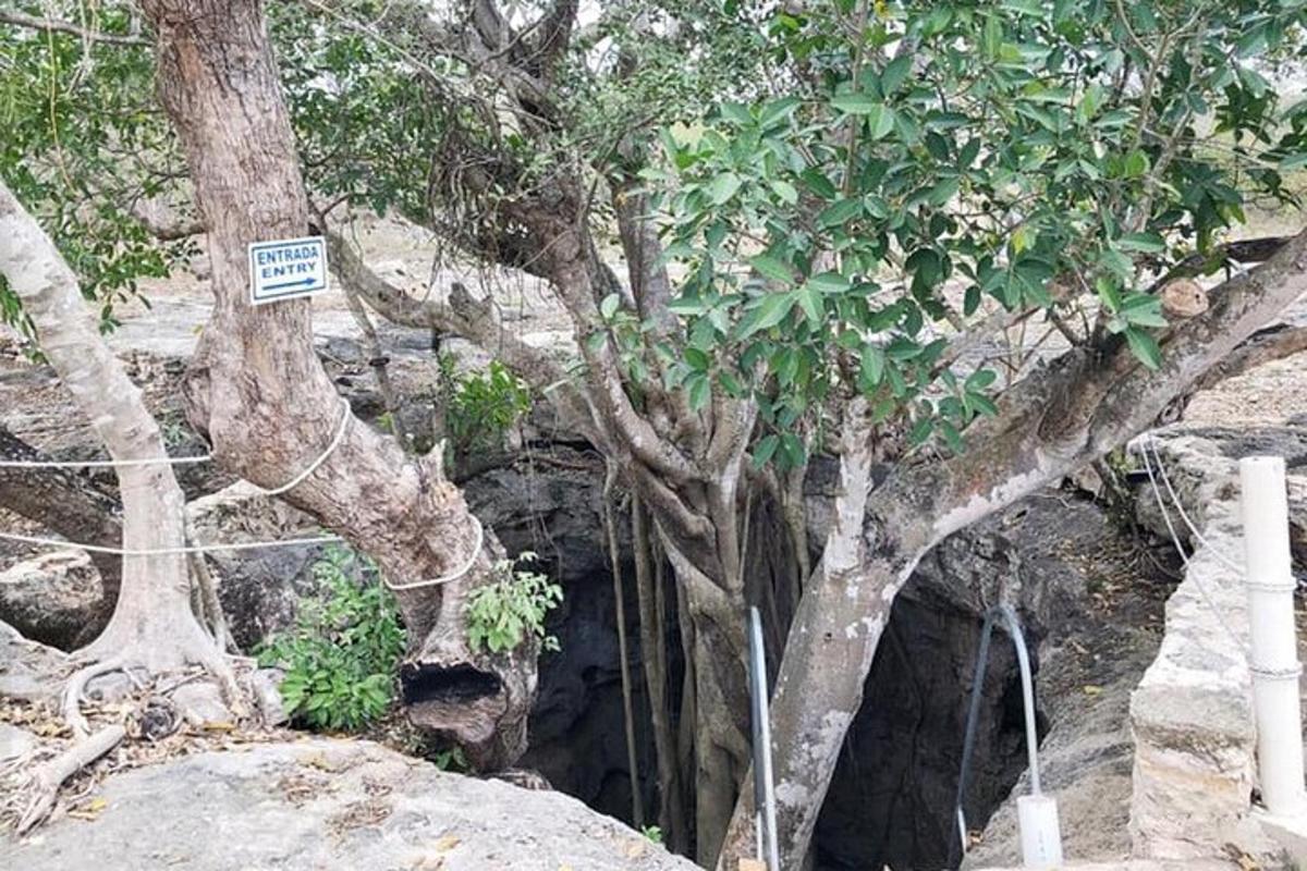 un albero con un cartello davanti a una grotta