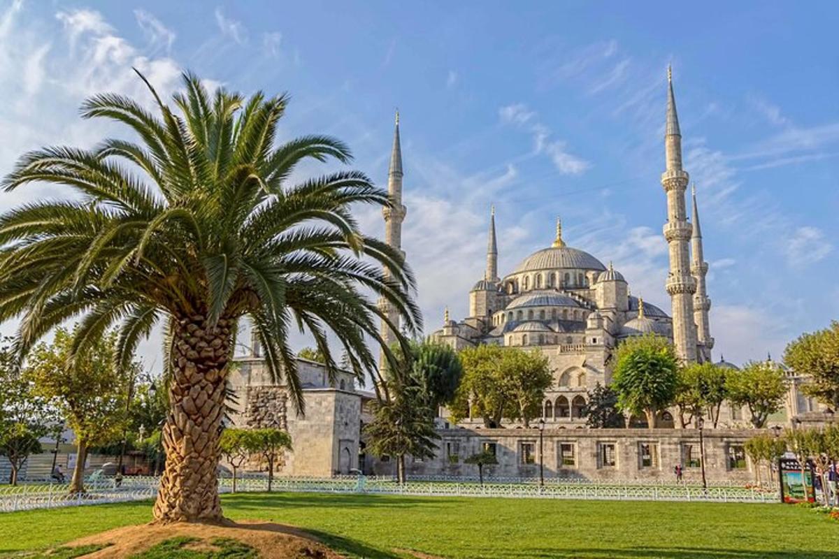 una palma di fronte a un edificio con una moschea