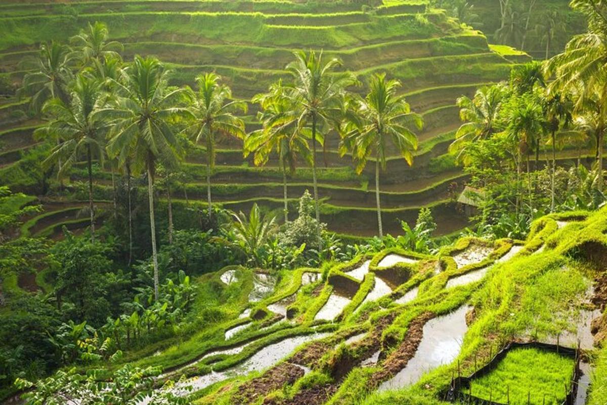 uma vista de um campo de arroz com palmeiras