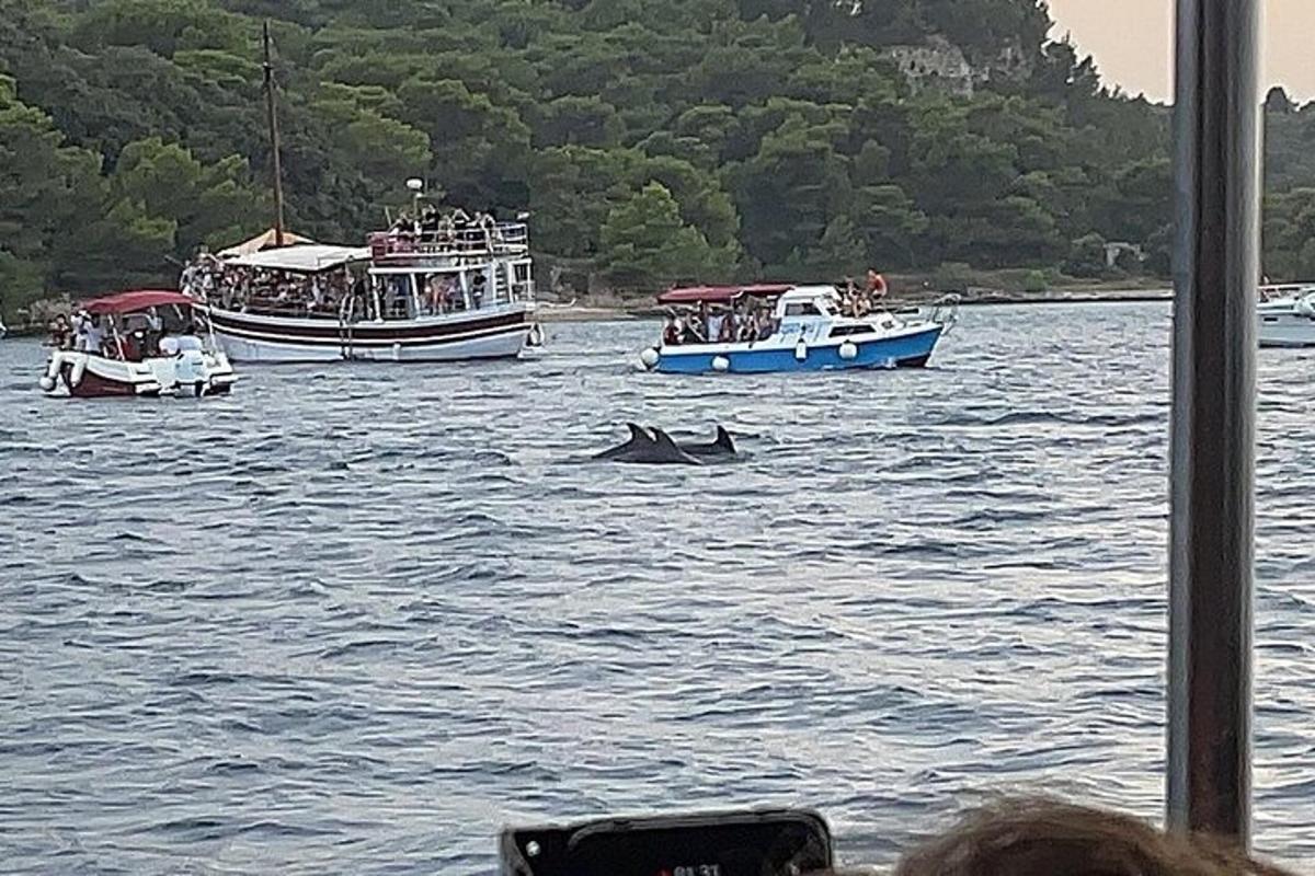 delfiin ujub vees paatide kõrval