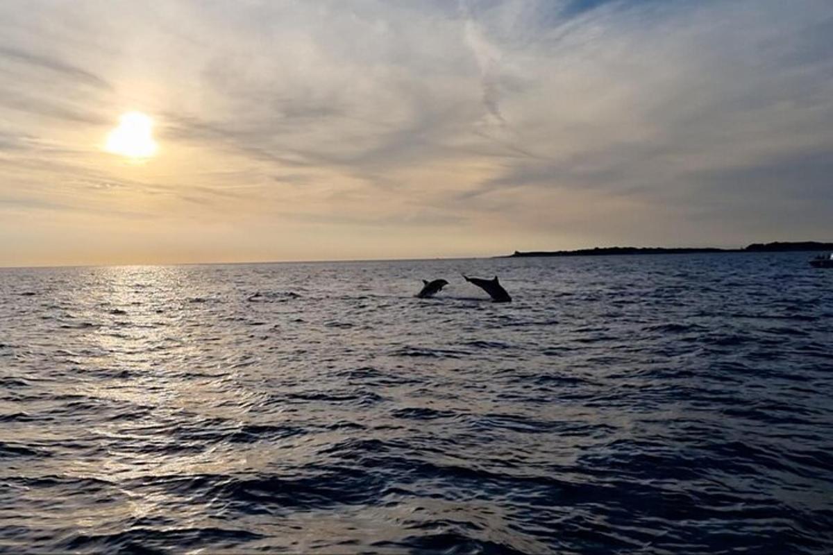 Kaks delfiini on päikeseloojangu ajal vees