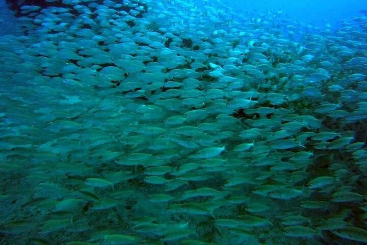 eine große Gruppe von Fischen im Wasser