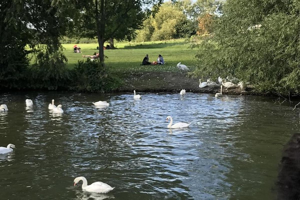 un grup de cignes nedant en un estany d'un parc