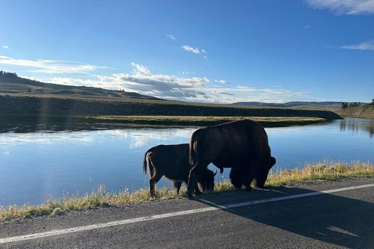 two cows standing on the side of the road near the water