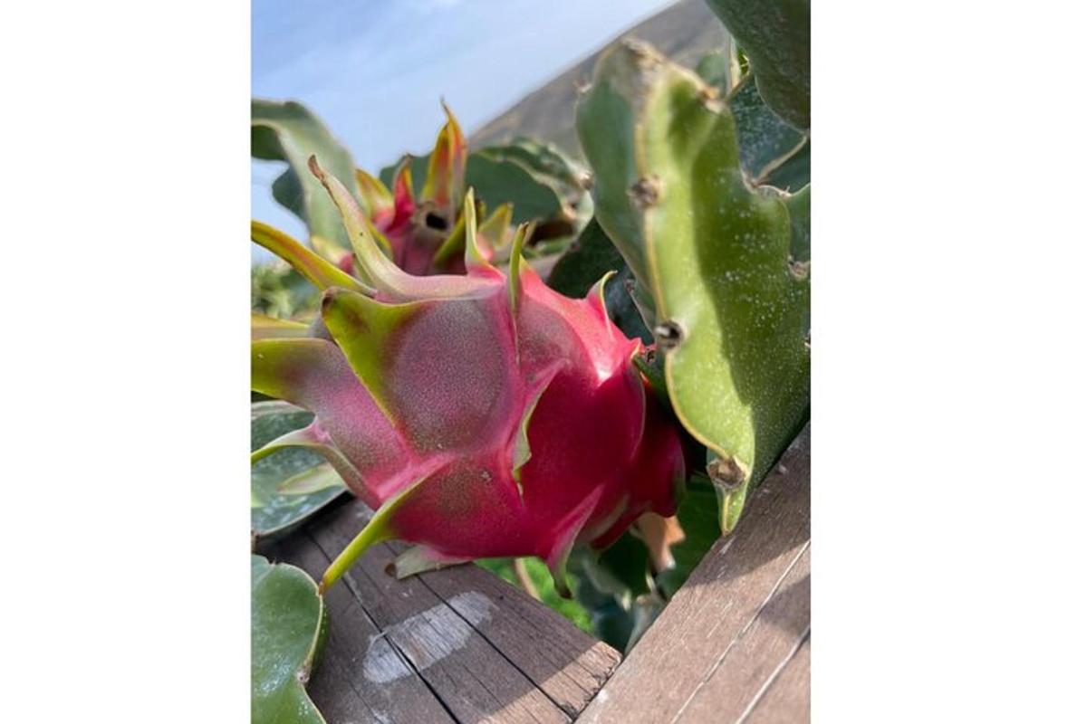 a red flower is growing on a plant