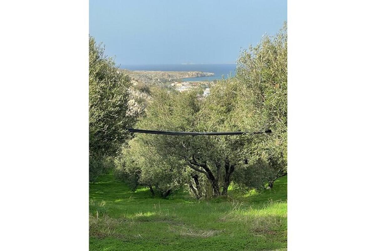 a picture of an olive tree in a field