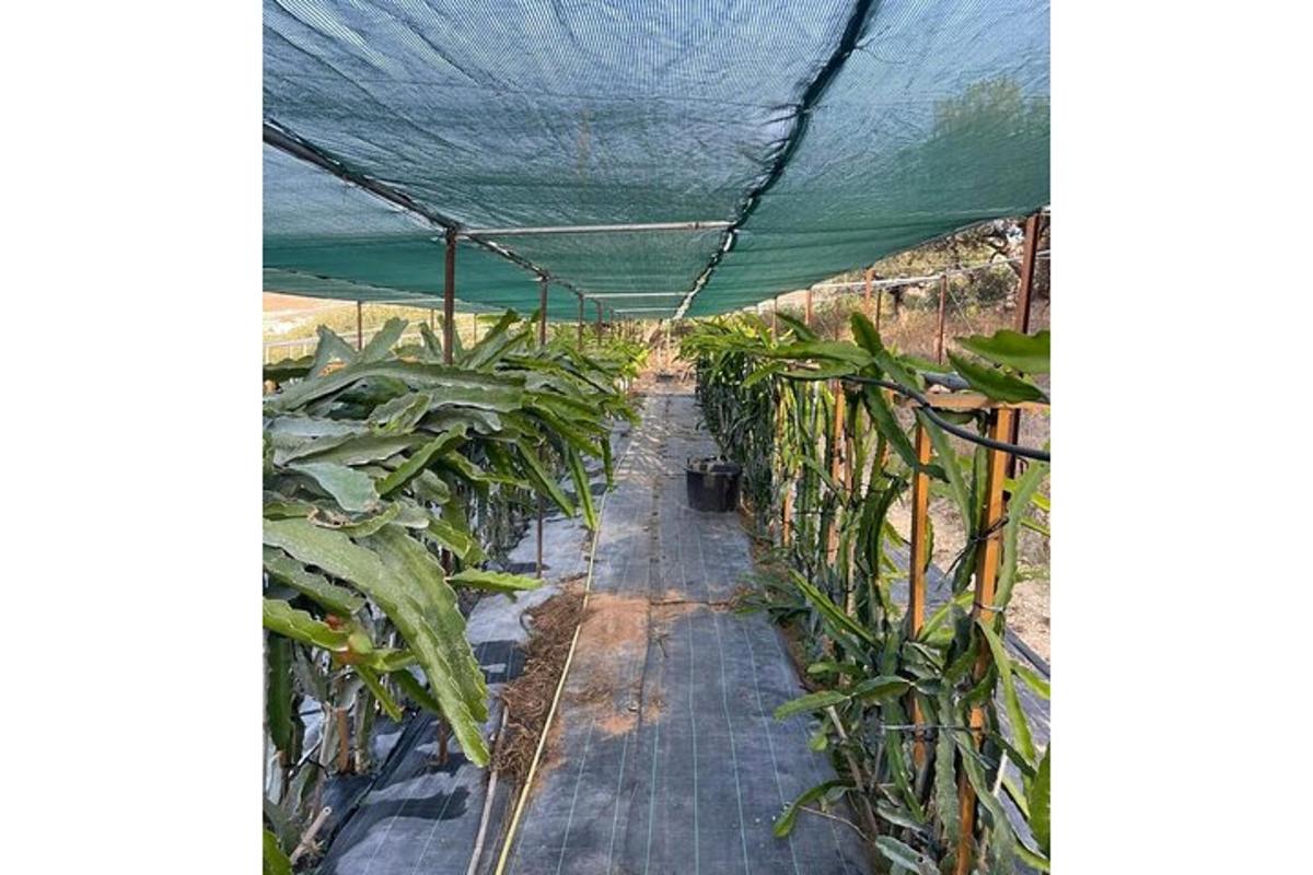 a greenhouse full of plants with a green roof