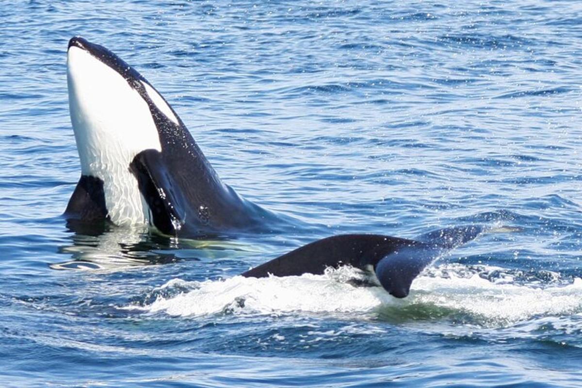 a pair of killer whales swimming in the water