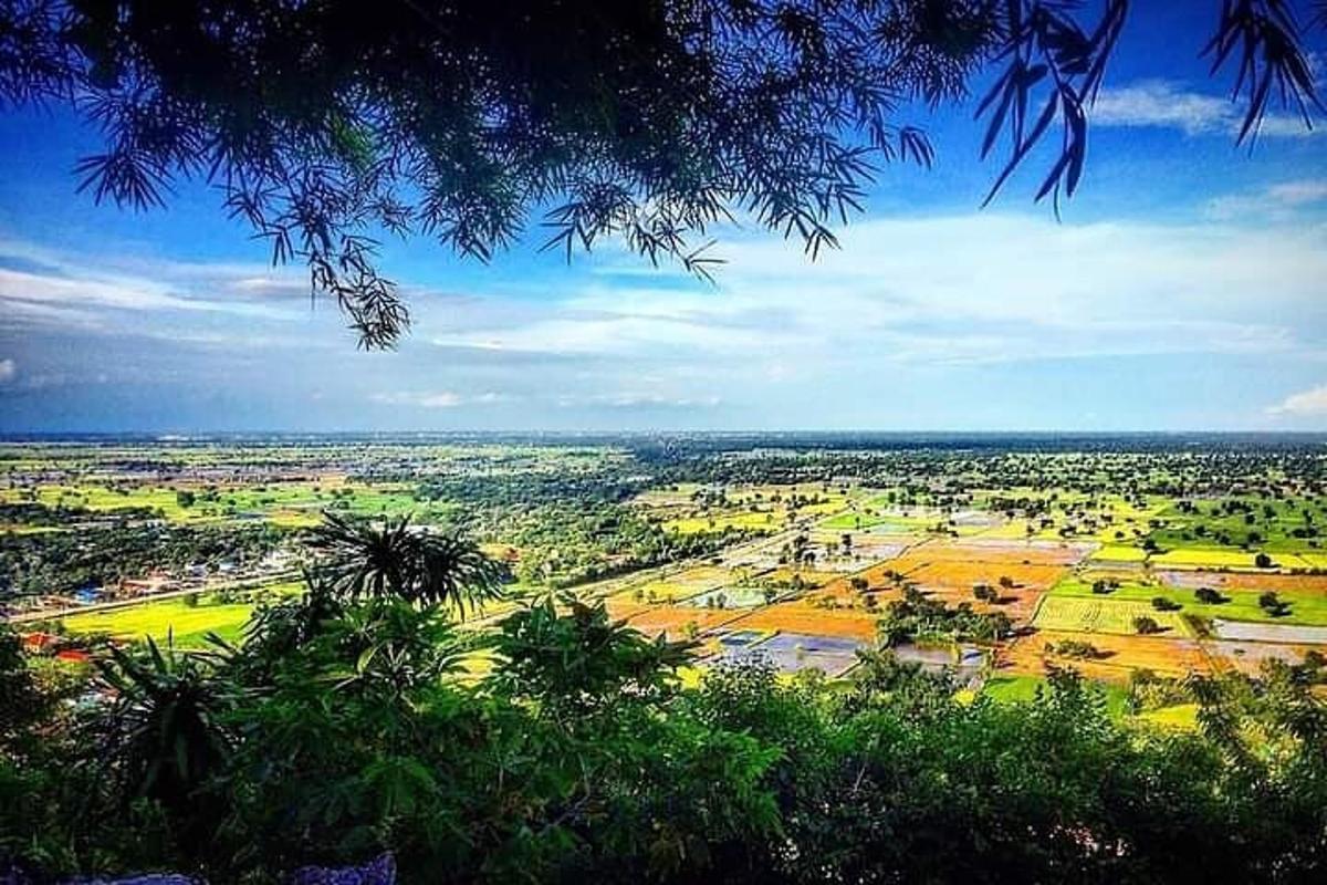 a view of a city from the top of a tree