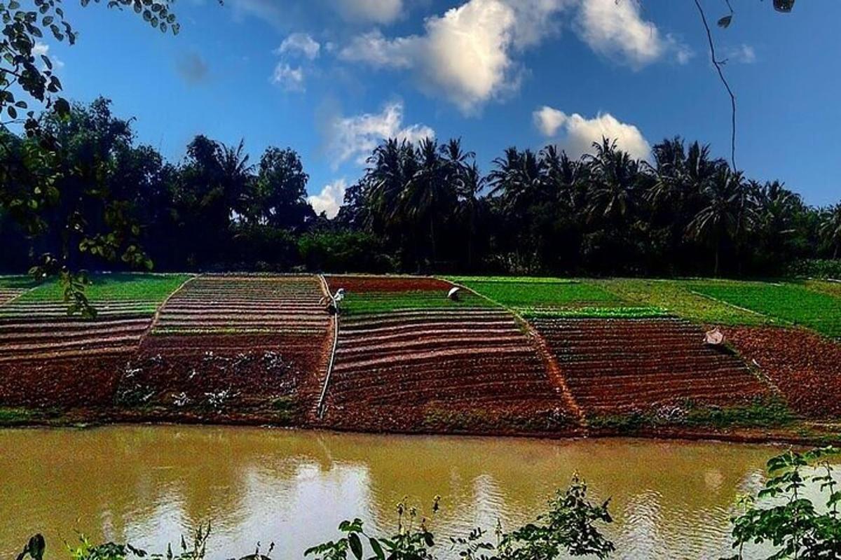 a field of crops with a body of water