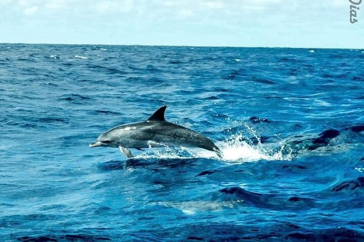 delfín skákající do vody v oceánu