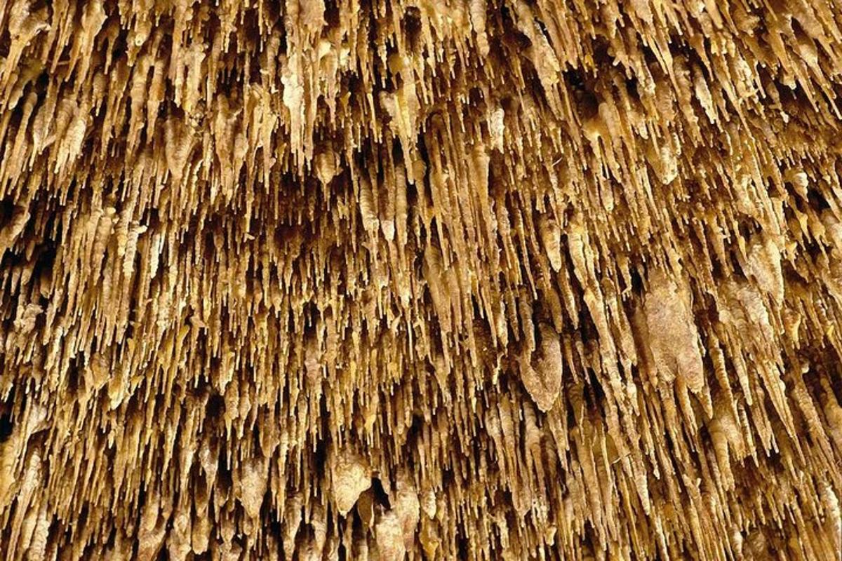 een close-up van een stuk hout