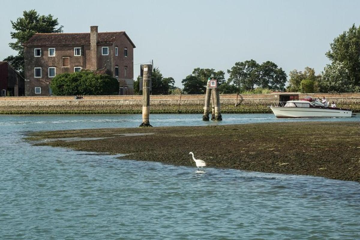 un uccello bianco in piedi nell'acqua con una barca