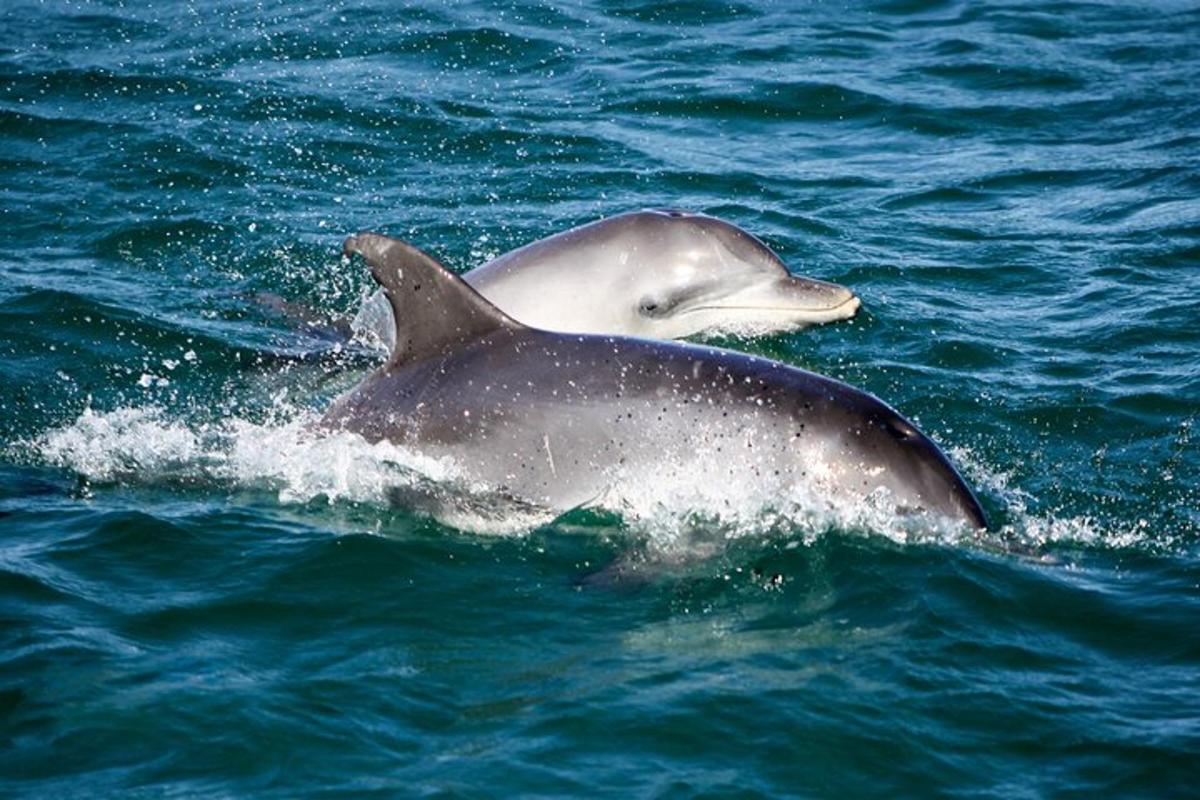 two dolphins swimming in the water