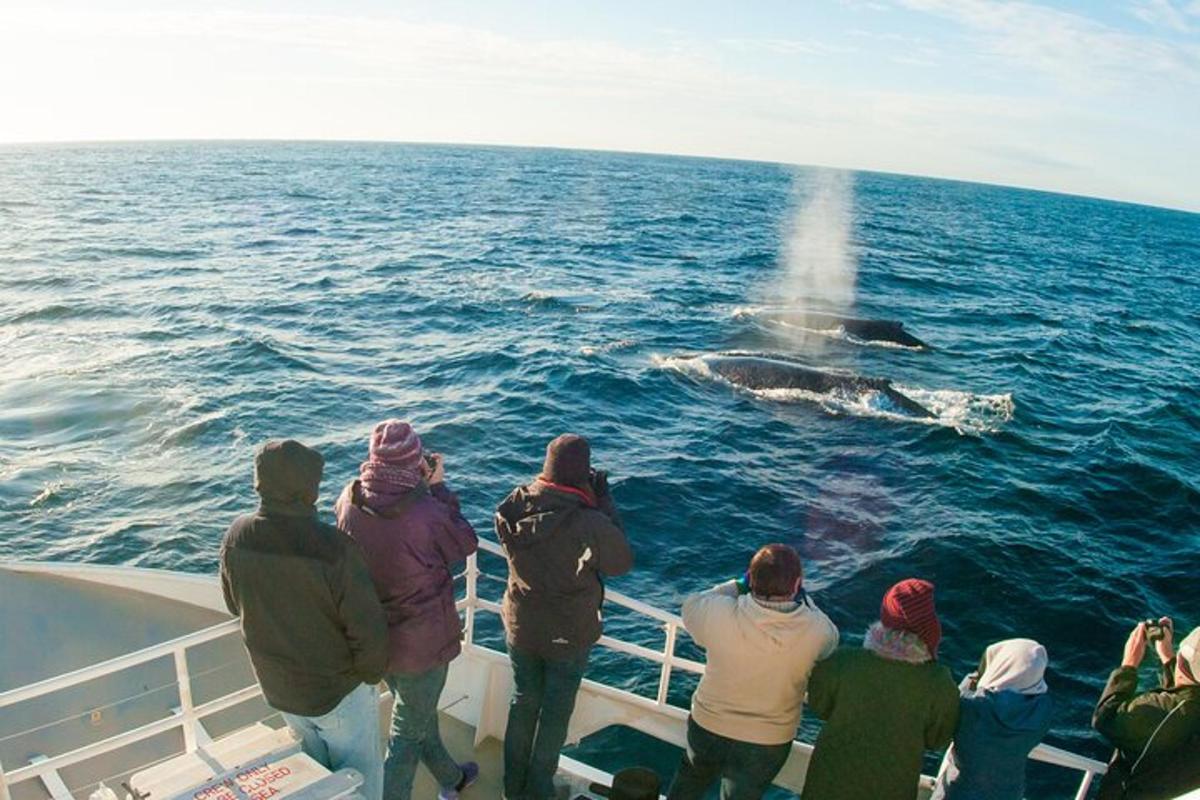 a group of people on a boat looking at a whale