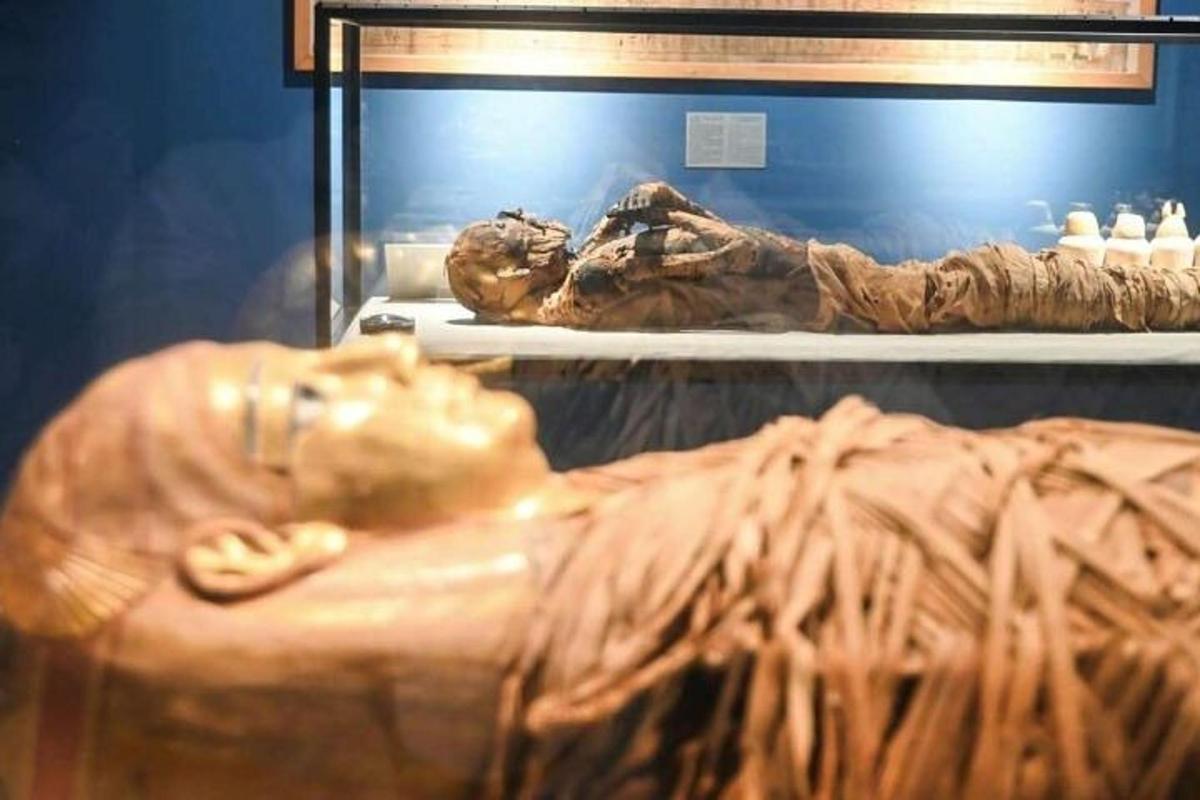μια μουσειακή έκθεση μιας απολιθωμένης περιγραφήςsenalsenalsenalsenalsenalsenalsenalsenalsenalsenal