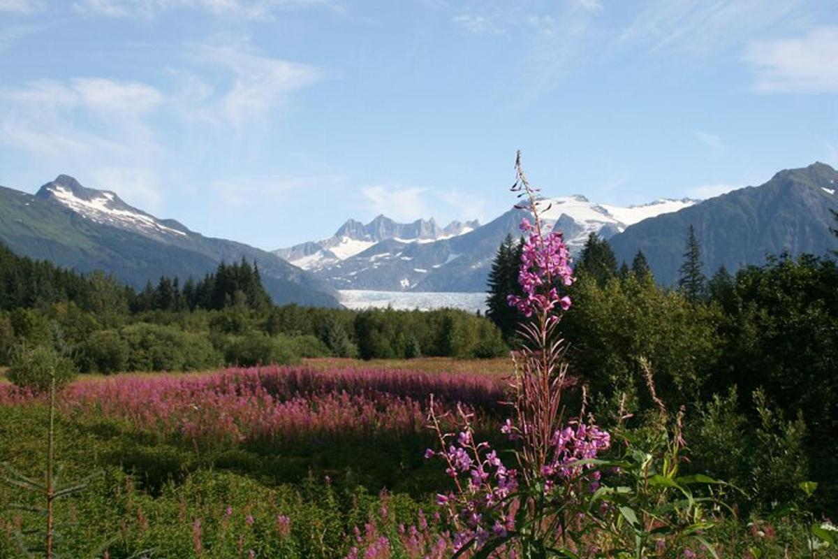 a field of purple flowers with mountains in the background